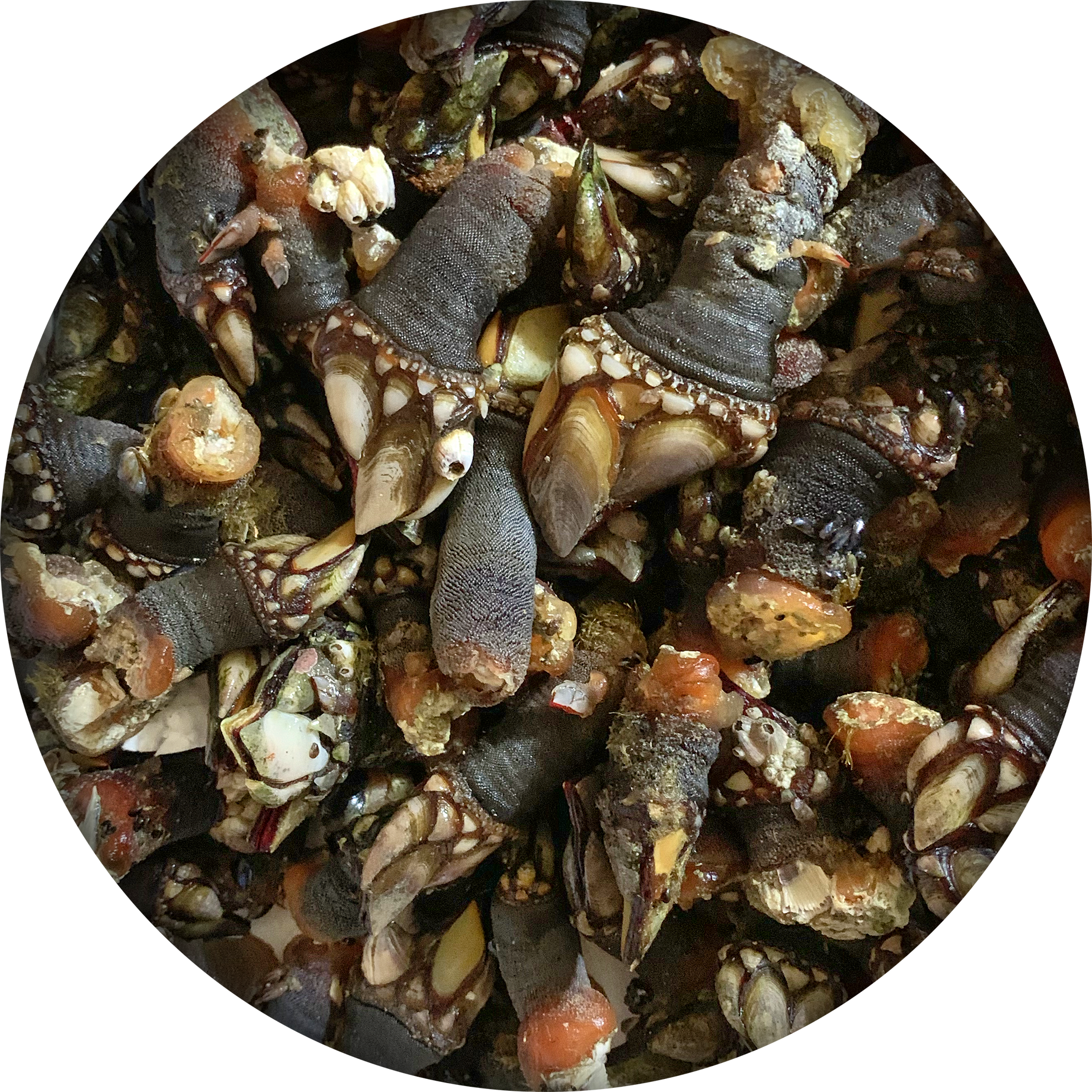 percebes de frescos y congelados 