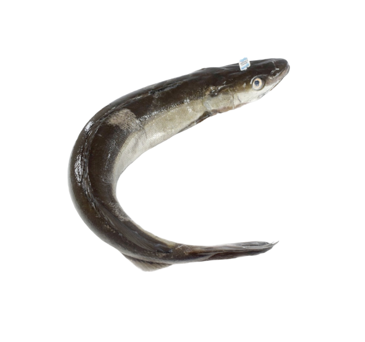 pescado fresco para restaurantes, caterings, bares, hoteles