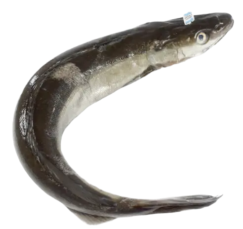 pescado fresco para restaurantes, caterings, bares, hoteles